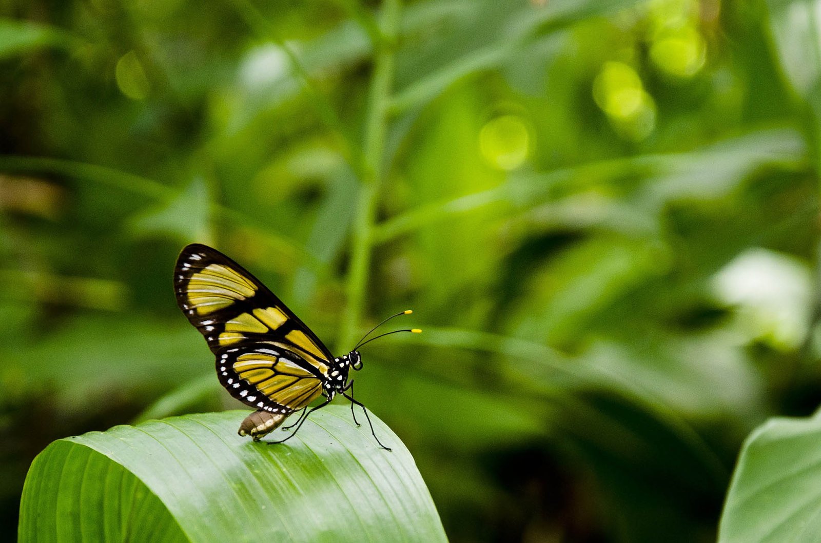 Descrição da imagem #PraCegoVer: Imagem no formato retangular, na horizontal. Uma borboleta está em um jardim. Ela está em uma folha verde. A borboleta é amarela com detalhes em preto. Fim da descrição.