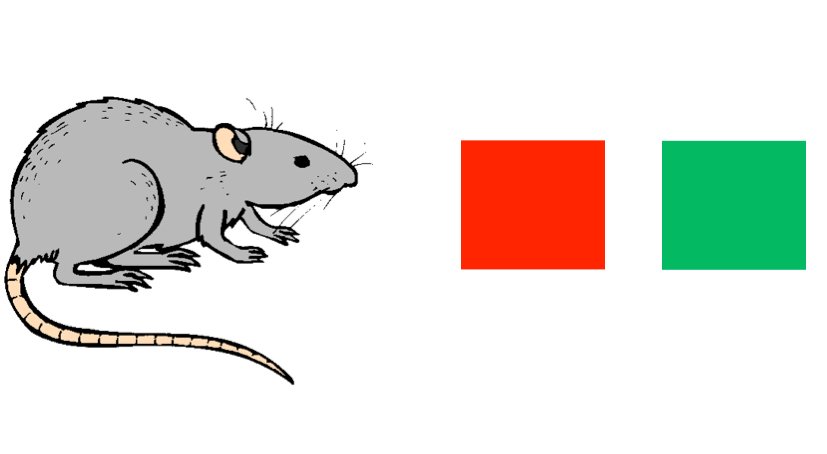 Descrição da imagem #PraCegoVer: Imagem no formato retangular, na horizontal. A ilustração de um rato cinza, seguido de dois quadrados coloridos, nas cores vermelho e verde. Fim da descrição.