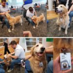 Descrição da imagem #PraCegoVer: Imagem no formato quadrado. Uma série de fotos do momento em que a cão-guia Julia recebeu seu crachá de funcionária do Itaú. Fim da descrição.