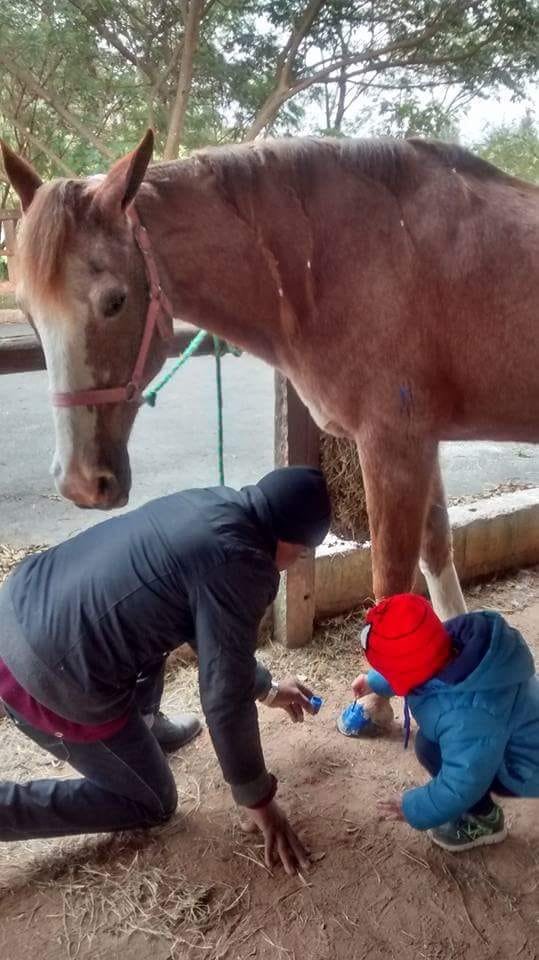 Descrição da imagem #PraCegoVer: Imagem no formato retangular, na vertical. Um cavalo marrom está sendo pintado por uma criança, com a supervisão de um especialista em equoterapia. Fim da descrição.