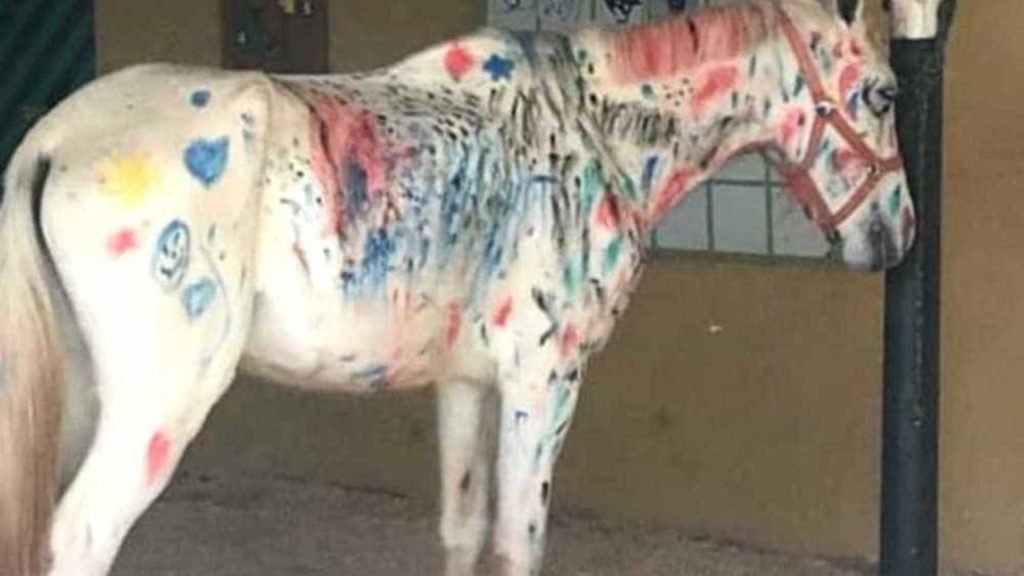 Descrição da imagem #PraCegoVer: Imagem no formato retangular, na horizontal. Um cavalo branco está todo pintado. Fim da descrição.