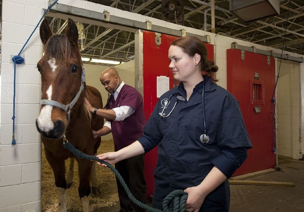 #descricaodaimagem #pratodosverem foto de um cavalo marrom que está recebendo atendimento de uma médica veterinária e de um assistente.