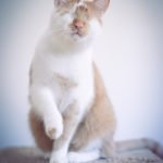 Descrição da imagem #PraCegoVer: Imagem no formato retangular, na horizontal. Close do gato Kazuo. Ele é um gato branco e laranja e não tem os olhos. Fim da descrição.