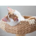 Descrição da imagem #PraCegoVer: Imagem no formato retangular, na horizontal. Close do gato Kazuo. Ele é um gato branco e laranja e não tem os olhos. Fim da descrição.