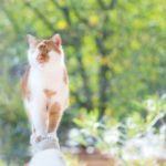 Descrição da imagem #PraCegoVer: Imagem no formato retangular, na horizontal. Close do gato Kazuo. Ele é um gato branco e laranja e não tem os olhos. Fim da descrição.