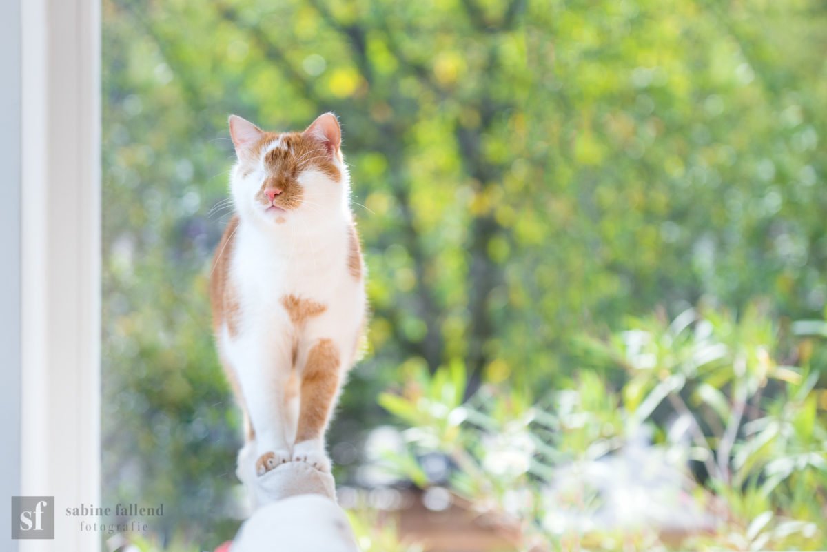 Descrição da imagem #PraCegoVer: Imagem no formato retangular, na horizontal. Close do gato Kazuo. Ele é um gato branco e laranja e não tem os olhos. Fim da descrição.