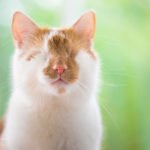Descrição da imagem #PraCegoVer: Imagem no formato retangular, na horizontal. Close do gato Kazuo. Ele é um gato branco e laranja e não tem os olhos. Fim da descrição.