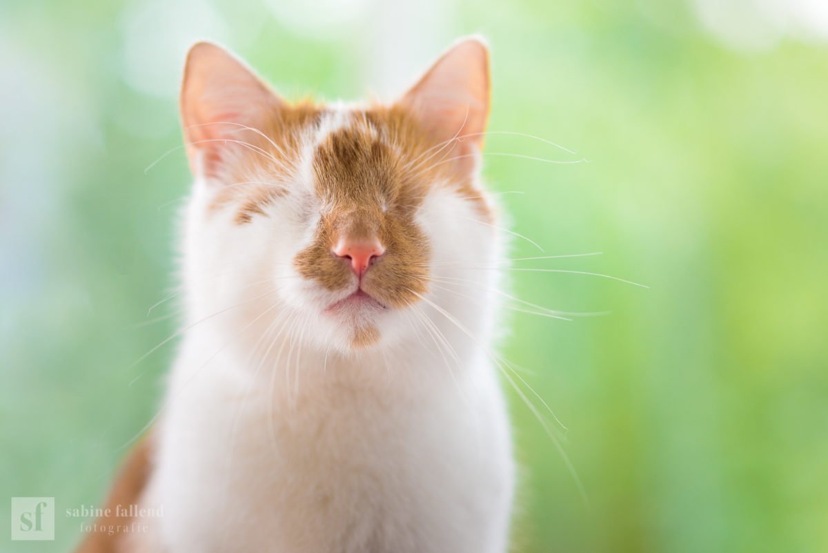 Descrição da imagem #PraCegoVer: Imagem no formato retangular, na horizontal. Close do gato Kazuo. Ele é um gato branco e laranja e não tem os olhos. Fim da descrição.