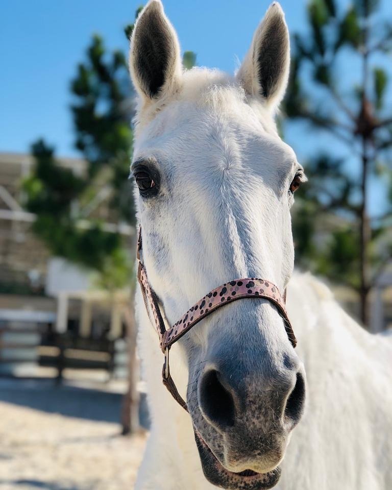 Descrição da imagem #pracegover: Foto em close de um cavalo branco. Fim da descrição.