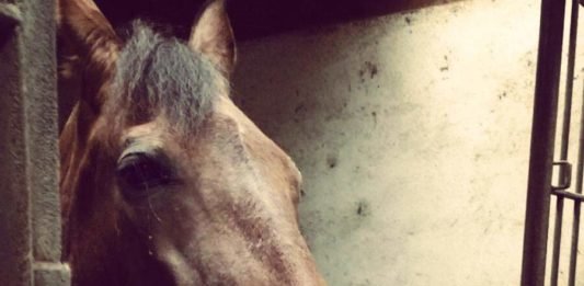 Descrição da imagem #PraCegoVer: Uma mulher beija o focinho de um cavalo marrom. Fim da descrição.