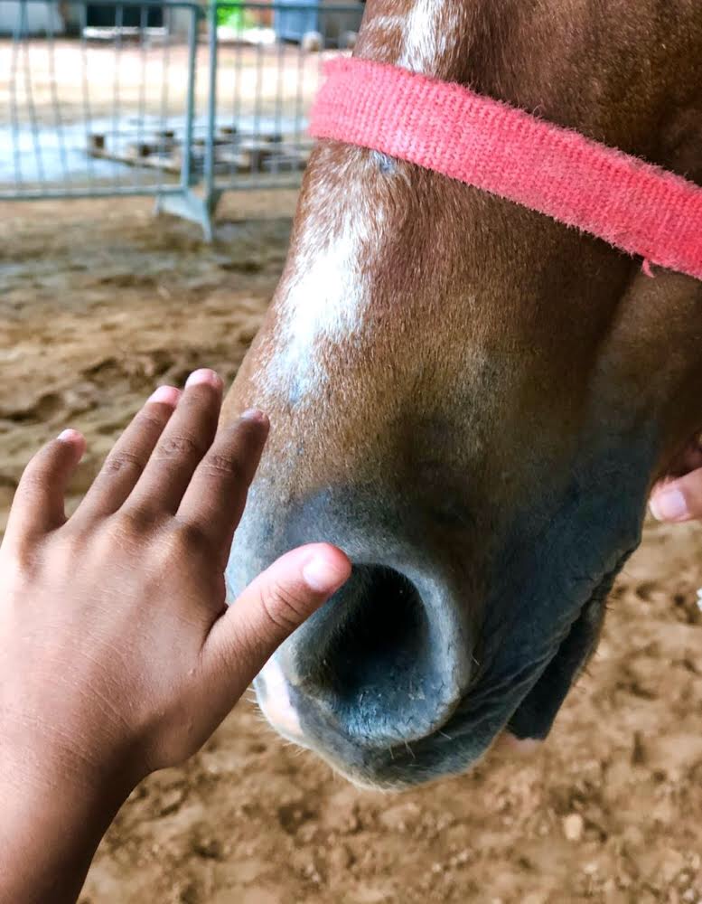 Descrição da imagem #PraCegoVer: Uma mão está tocando o focinho de um cavalo marrom. Fim da descrição.