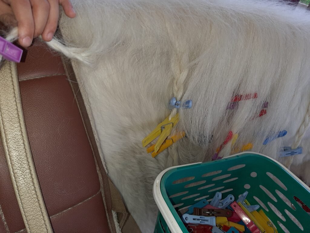 #descriçãodaimagem #pratodosverem foto de um cavalo sendo enfeitado com tranças e laços. Vemos apenas uma parte do cavalo. Ele é branco. Ao lado dele está uma pequena cesta de plástico com objetos.