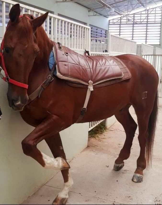 Descrição da imagem #pracegover: Foto de um cavalo marrom. Fim da descrição.