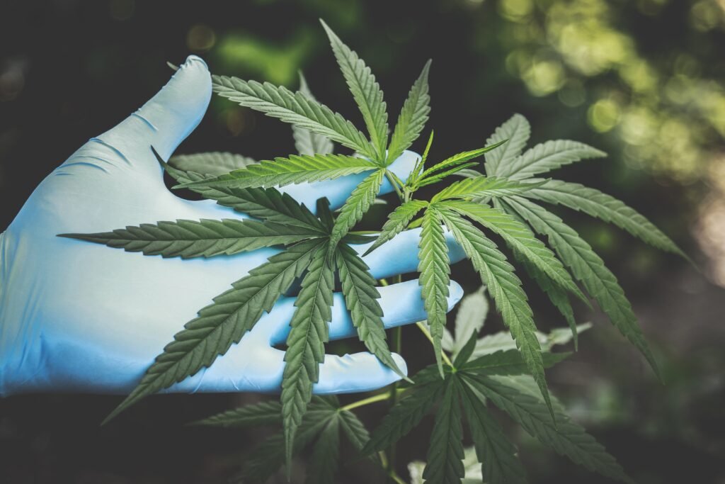 Descrição da imagem #pracegover: Foto de uma mão, com luva azul, segurando folhas de cannabis. Fim da descrição.