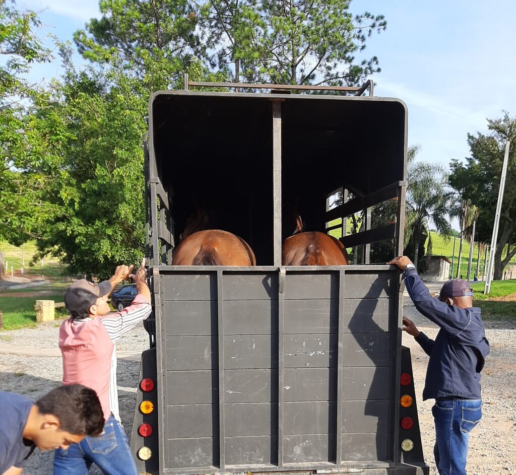 #descriçãodaimagem #pratdosverem foto de dois cavalos dentro do caminhão de transporte de carga viva.