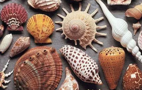 Descrição da imagem: foto de conchas do mar. Fim da descrição.