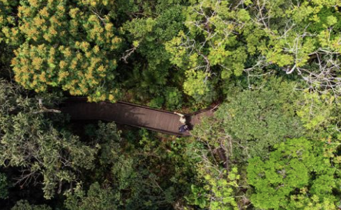 Descrição da imagem: Foto com vista aérea de uma área verde. No meio das árvores tem uma trilha com tablado de madeira. Fim da descrição.
