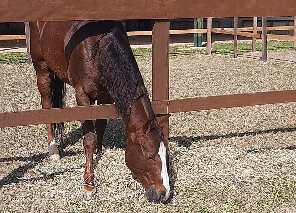 #descriçãodaimagem foto de um cavalo marrom comendo grama. Fim da descrição.