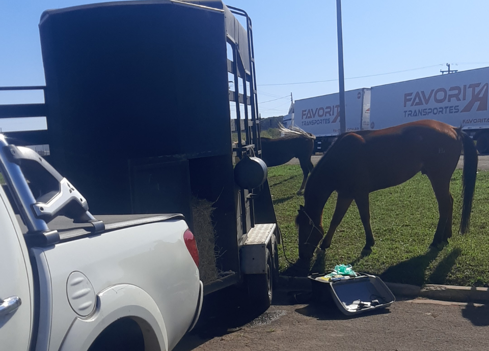 #descriçãodaimagem #pratdosverem foto de um cavalo durante preparação para ser transportado.