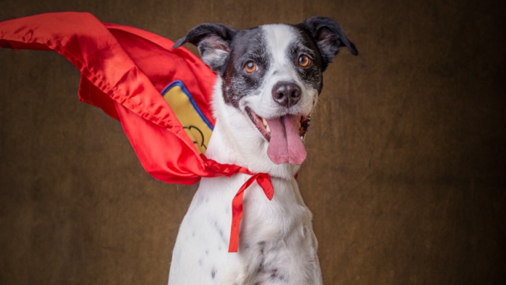 #descricaodaimagem #pratodosverem foto do Super Noopy. Ele é um cachorro branco com manchas pretas na região dos olhos e orelhas. Super Noopy usa uma capa vermelha.