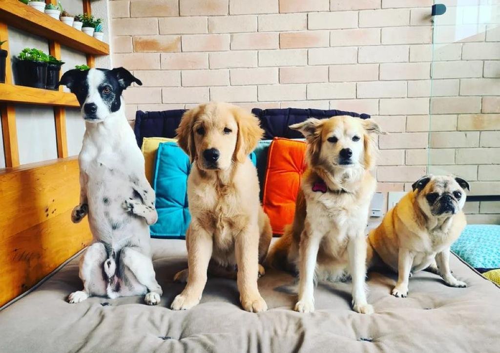 #descricaodaimagem #pratodosverem foto do Super Noopy com seus irmãos: Alok, Shakira e Maguila.